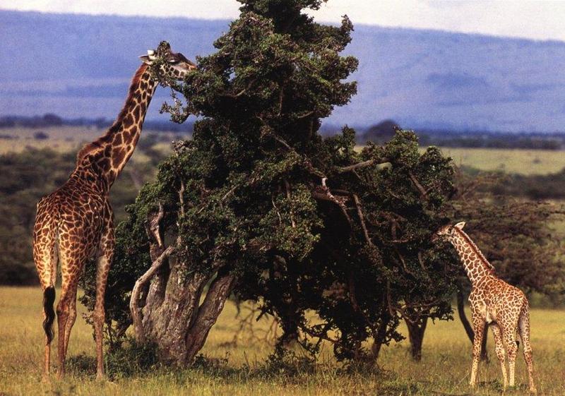 Giraffe (Giraffa camelopardalis){!--기린--> mother and juvenile by Denver A. Bryan; DISPLAY FULL IMAGE.