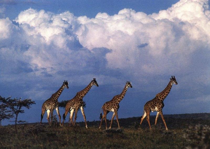 Giraffe (Giraffa camelopardalis){!--기린--> herd marching by Kennan Ward; DISPLAY FULL IMAGE.