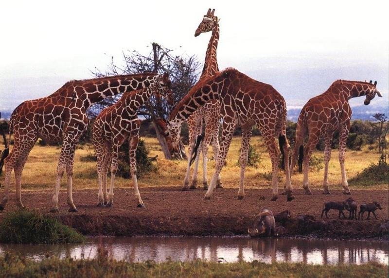 Giraffe (Giraffa camelopardalis){!--기린--> herd by Claudia Adams; DISPLAY FULL IMAGE.