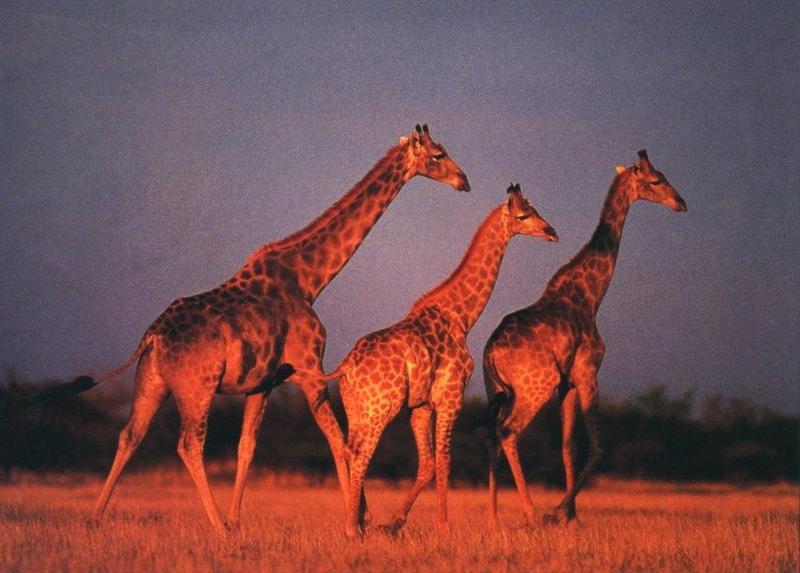 Giraffe (Giraffa camelopardalis){!--기린--> marching herd by Frans Lanting; DISPLAY FULL IMAGE.