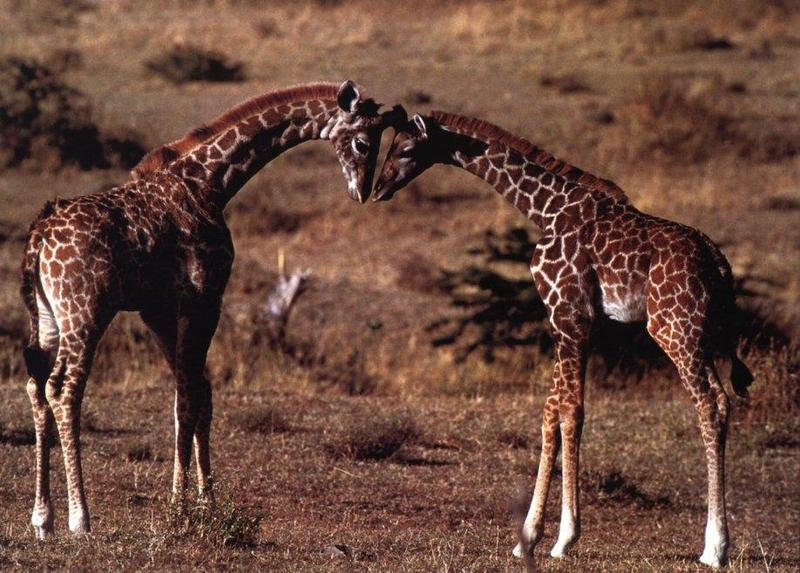 Giraffe (Giraffa camelopardalis){!--기린--> greeting juveniles by Daniel J. Cox; DISPLAY FULL IMAGE.