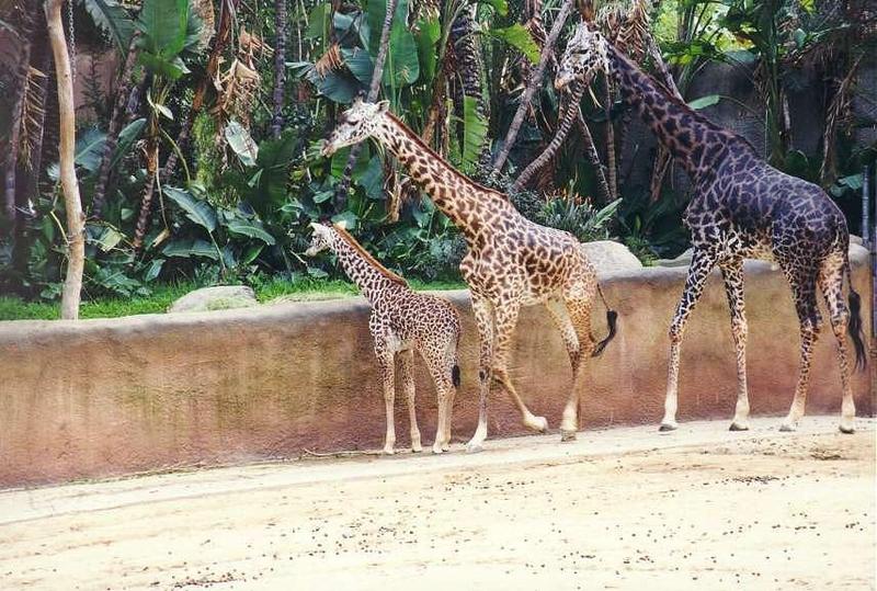 Giraffe (Giraffa camelopardalis){!--기린--> family in LA Zoo; DISPLAY FULL IMAGE.