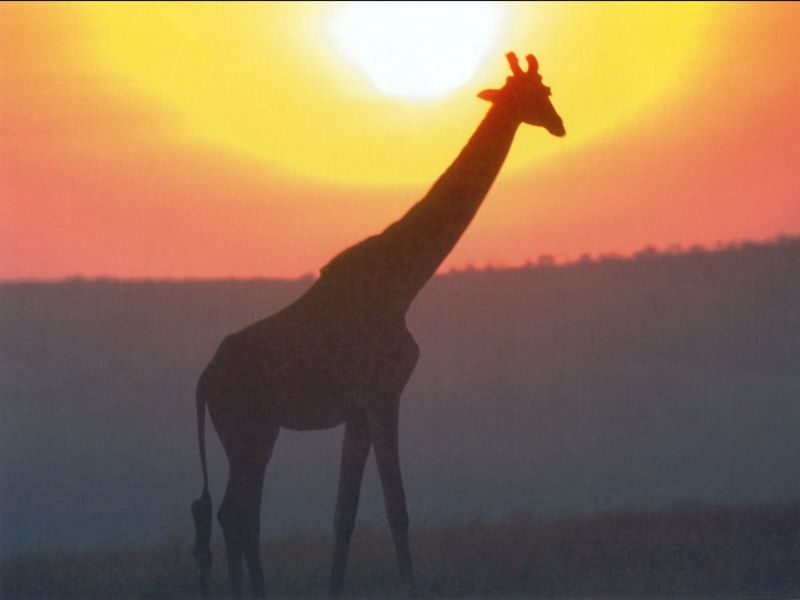 Giraffe (Giraffa camelopardalis){!--기린--> in dawn; DISPLAY FULL IMAGE.