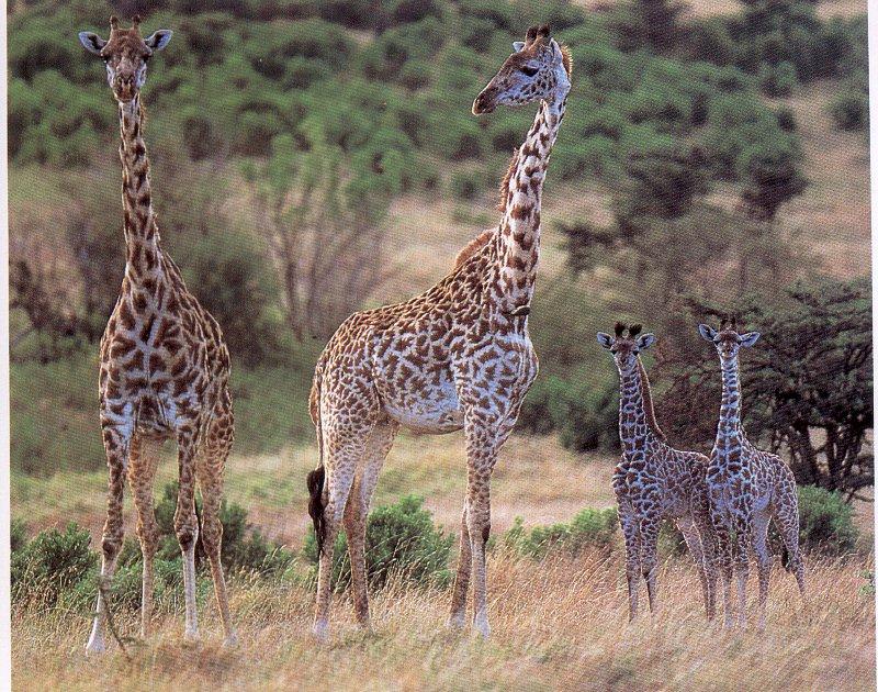 Giraffe (Giraffa camelopardalis){!--기린--> mother and babies; DISPLAY FULL IMAGE.