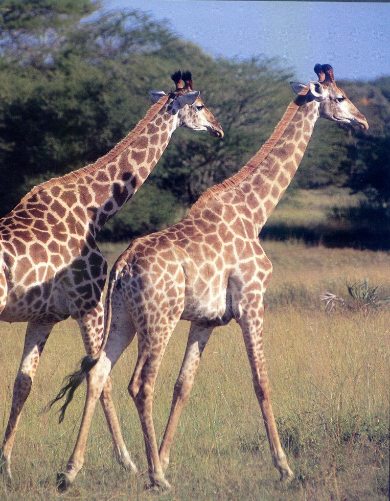 Giraffe (Giraffa camelopardalis){!--기린--> pair; DISPLAY FULL IMAGE.