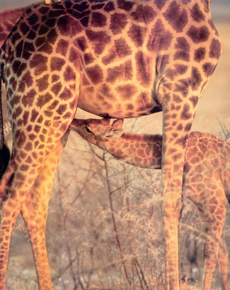 Giraffe (Giraffa camelopardalis){!--기린--> mother and baby; DISPLAY FULL IMAGE.