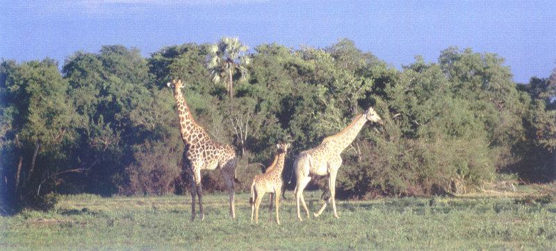 Giraffe (Giraffa camelopardalis){!--기린--> family at Serengeti; DISPLAY FULL IMAGE.