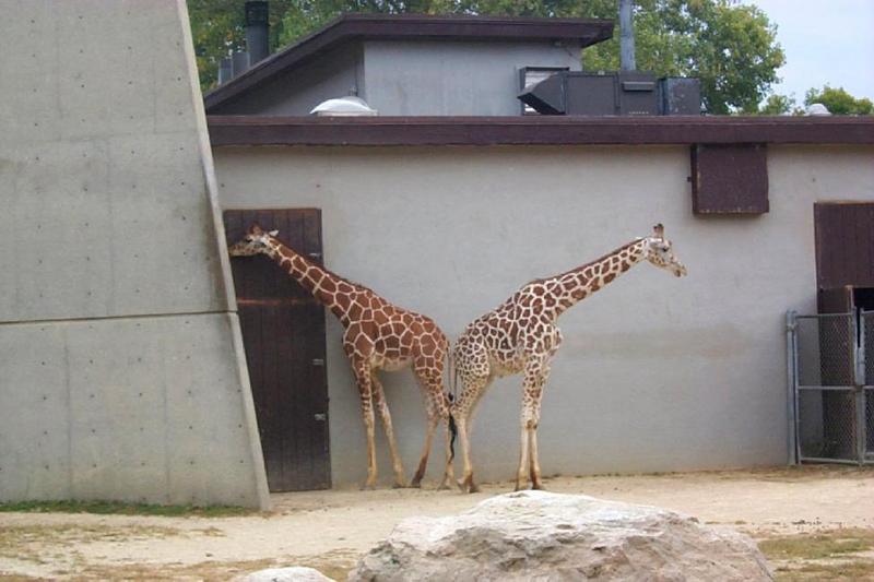 Giraffe (Giraffa camelopardalis){!--기린--> pair in Zoo; DISPLAY FULL IMAGE.