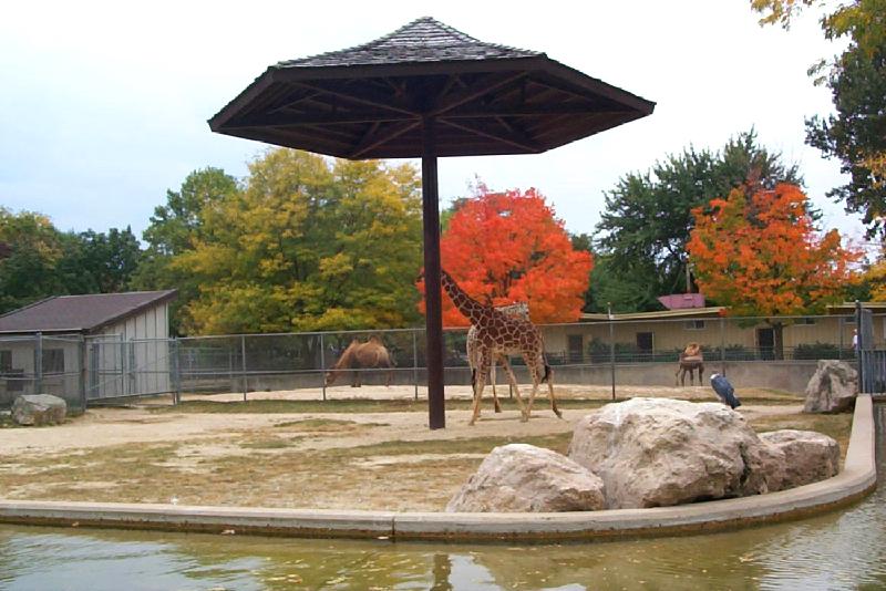 Giraffe (Giraffa camelopardalis){!--기린--> pair in Vilas Zoo; DISPLAY FULL IMAGE.