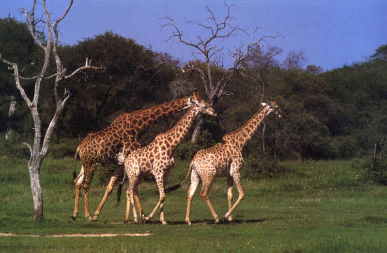 Giraffes (Giraffa camelopardalis){!--기린--> walking; DISPLAY FULL IMAGE.