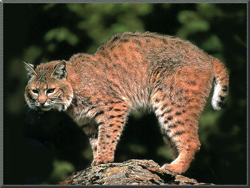 Bobcat (Lynx rufus) {!--밥캣, 붉은스라소니--> rumps on rock - large version; DISPLAY FULL IMAGE.