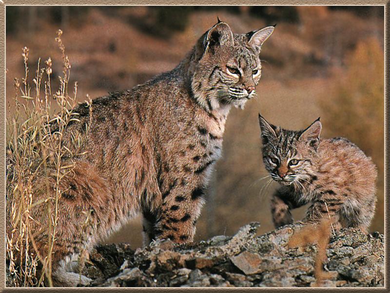 Bobcat (Lynx rufus) {!--밥캣, 붉은스라소니--> mother and kitten - large version; DISPLAY FULL IMAGE.