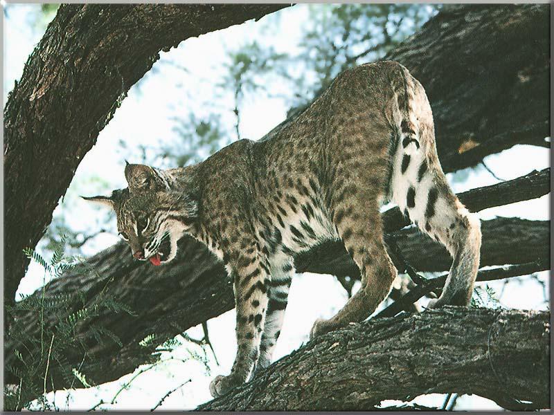 Bobcat (Lynx rufus) {!--밥캣, 붉은스라소니--> on tree; DISPLAY FULL IMAGE.