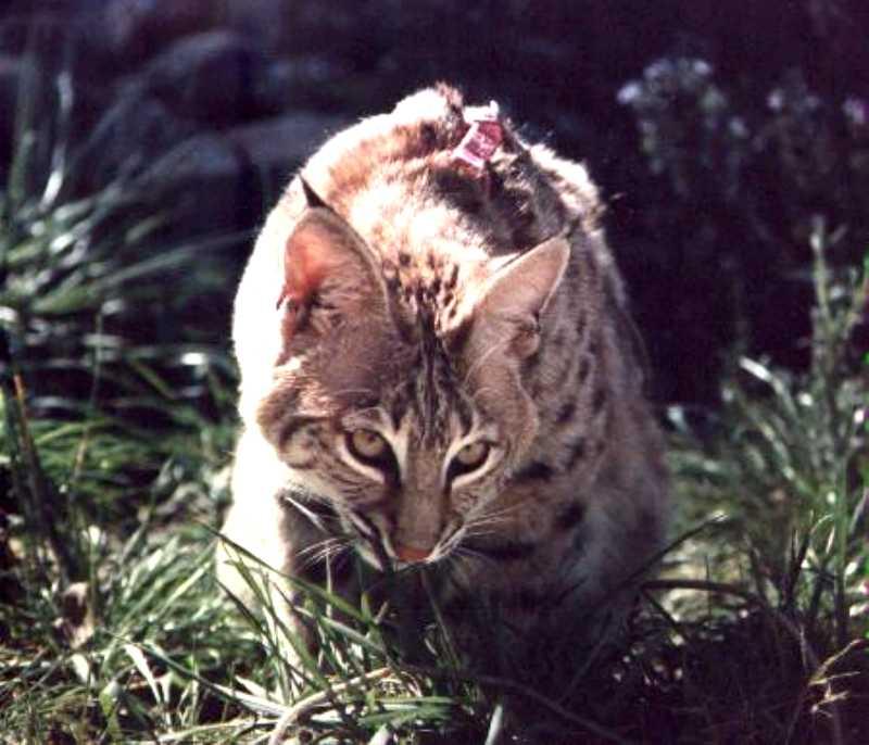 Bobcat (Lynx rufus) {!--밥캣, 붉은스라소니--> in grass; DISPLAY FULL IMAGE.