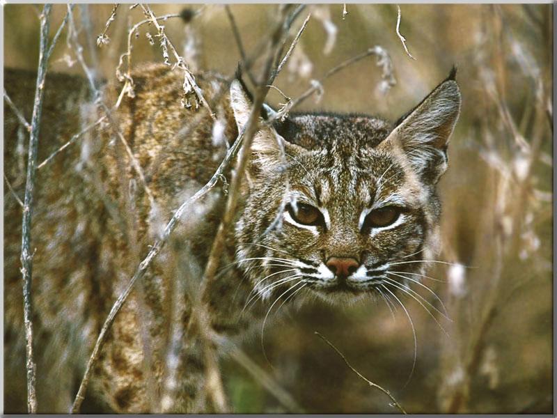 Bobcat (Lynx rufus) {!--밥캣, 붉은스라소니--> head in bush; DISPLAY FULL IMAGE.
