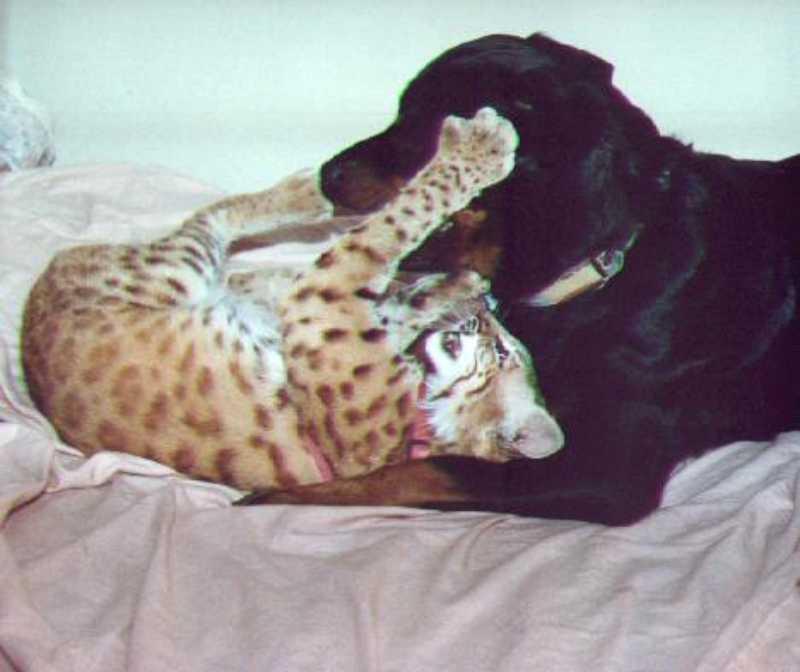 Bobcat (Lynx rufus) {!--밥캣, 붉은스라소니--> and black dog; DISPLAY FULL IMAGE.