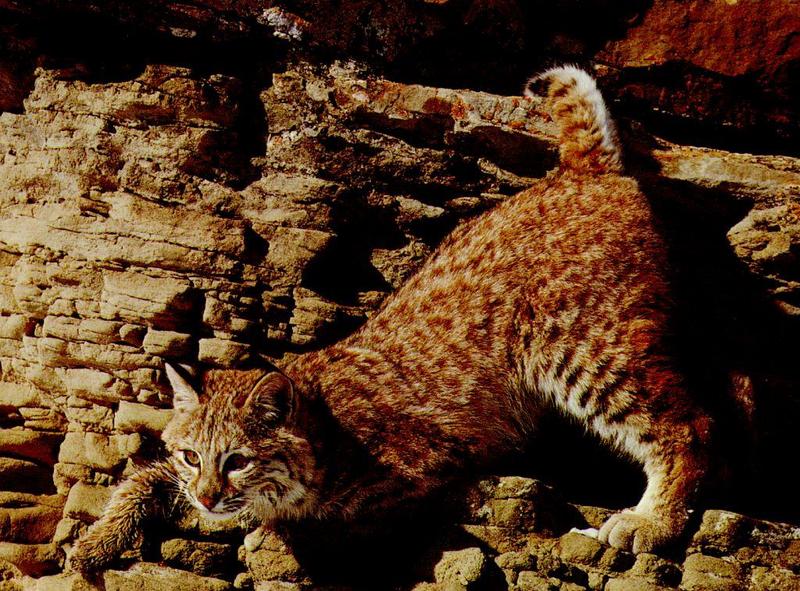 Bobcat (Lynx rufus) {!--밥캣, 붉은스라소니--> juvenile; DISPLAY FULL IMAGE.