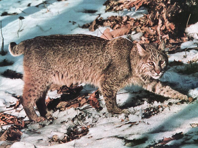 Bobcat (Lynx rufus) {!--밥캣, 붉은스라소니--> walking on snow; DISPLAY FULL IMAGE.