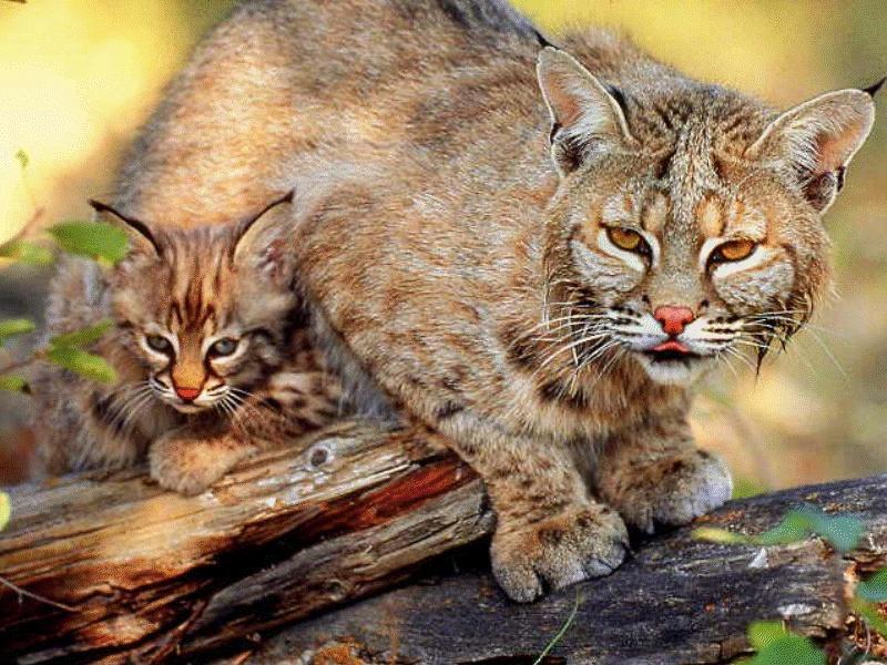 Bobcat (Lynx rufus) {!--밥캣, 붉은스라소니--> mother and kit; DISPLAY FULL IMAGE.