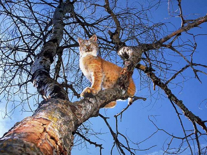Bobcat (Lynx rufus) {!--밥캣, 붉은스라소니--> perched on tree; DISPLAY FULL IMAGE.