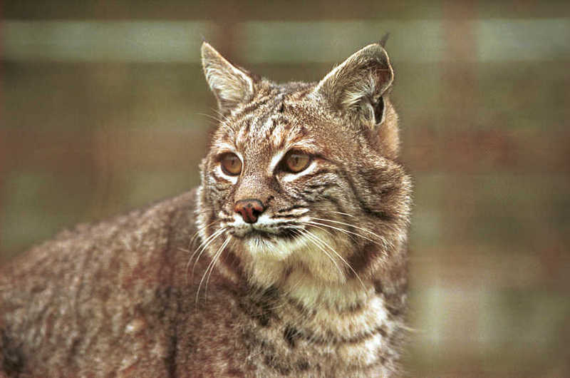 Bobcat (Lynx rufus) {!--밥캣, 붉은스라소니--> head; DISPLAY FULL IMAGE.
