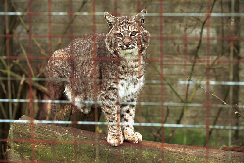 Bobcat (Lynx rufus) {!--밥캣, 붉은스라소니--> in cage; DISPLAY FULL IMAGE.