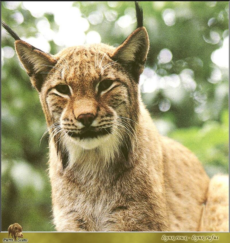 Bobcat (Lynx rufus) {!--밥캣, 붉은스라소니--> closeup; DISPLAY FULL IMAGE.