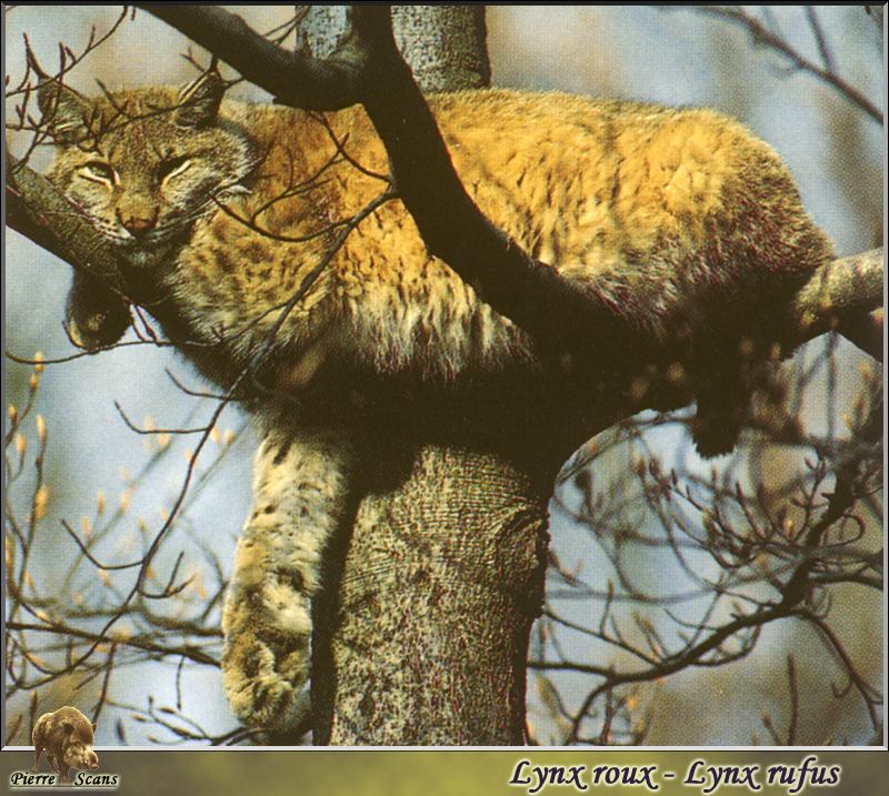 Bobcat (Lynx rufus) {!--밥캣, 붉은스라소니--> relaxing on tree; DISPLAY FULL IMAGE.