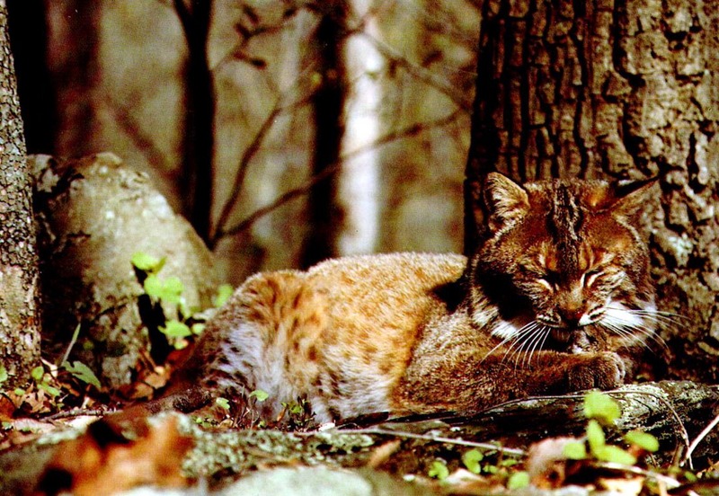 Bobcat (Lynx rufus) {!--밥캣, 붉은스라소니--> relaxing in forest; DISPLAY FULL IMAGE.