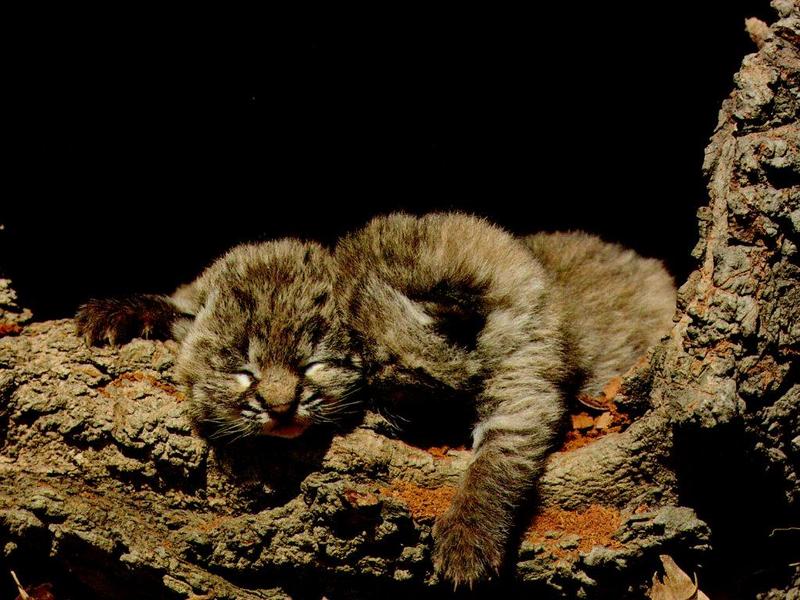 Bobcat (Lynx rufus) {!--밥캣, 붉은스라소니--> kit; DISPLAY FULL IMAGE.