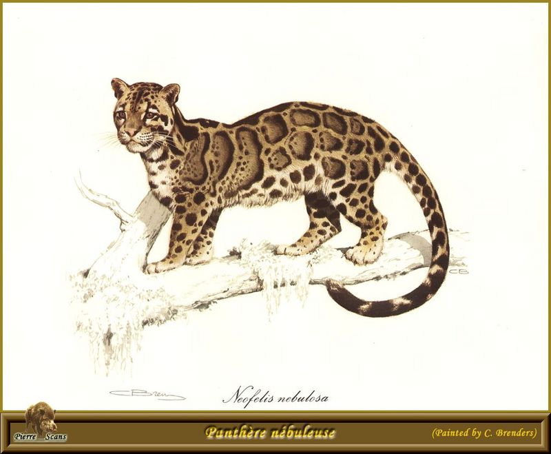 [Animal Art] Clouded Leopard (Neofelis nebulosa){!--운표(雲豹)/구름표범--> by Carl Brenders; DISPLAY FULL IMAGE.