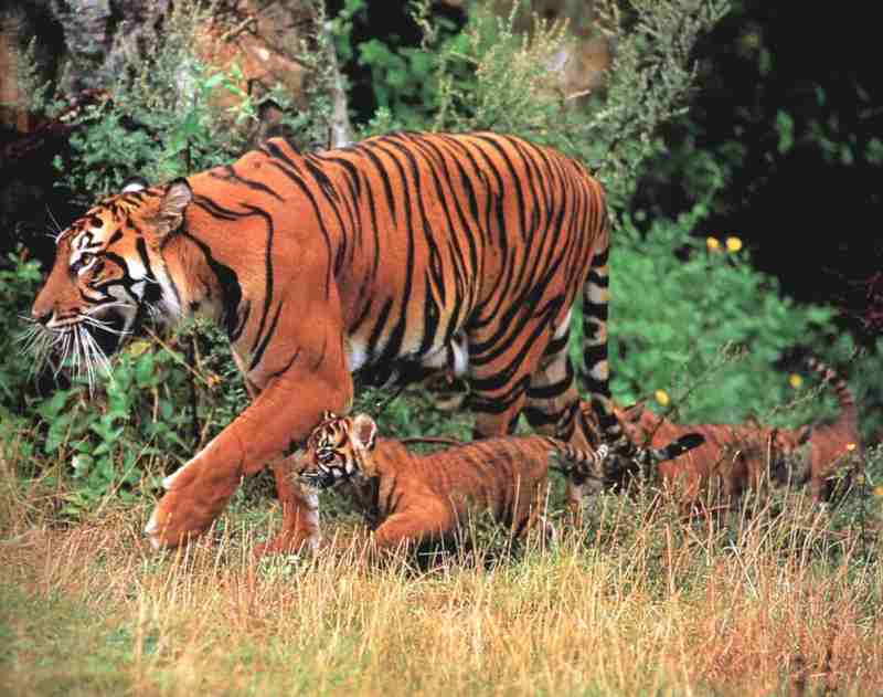 Tiger (Panthera tigris){!--새끼/아기 호랑이--> mother and kits; DISPLAY FULL IMAGE.