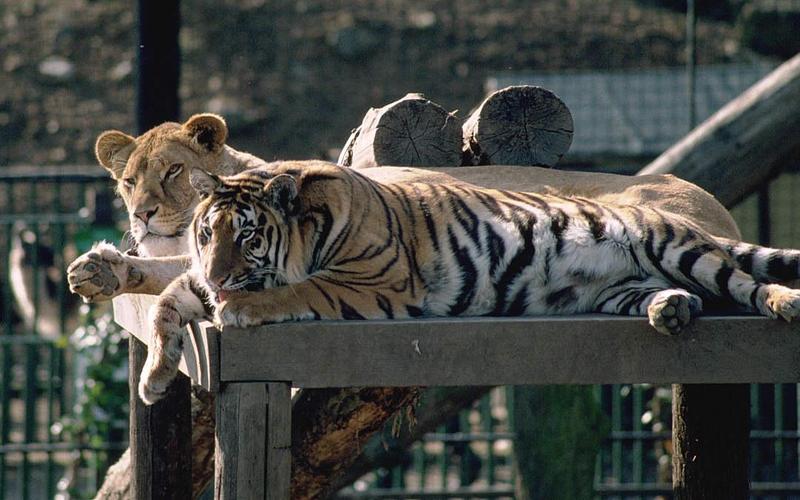 Tiger (Panthera tigris){!--호랑이--> and African lioness; DISPLAY FULL IMAGE.