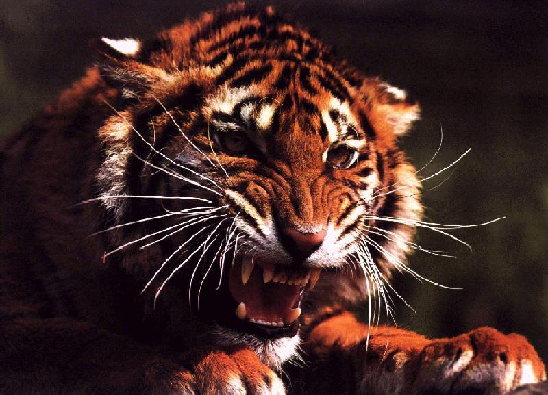 Tiger (Panthera tigris){!--호랑이--> snarling face; DISPLAY FULL IMAGE.