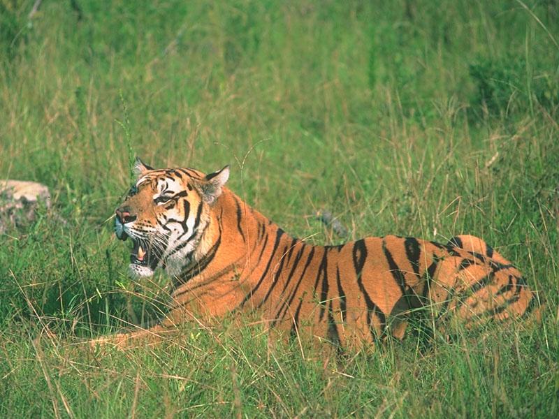 Tiger (Panthera tigris){!--호랑이--> sitting on grass; DISPLAY FULL IMAGE.
