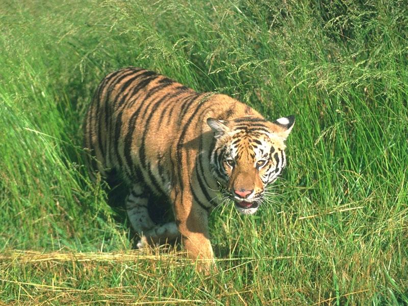 Tiger (Panthera tigris){!--호랑이--> stalking in weeds; DISPLAY FULL IMAGE.