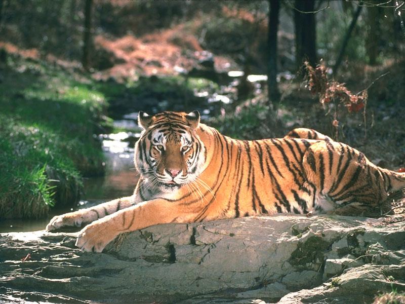 Tiger (Panthera tigris){!--호랑이--> sitting on rock; DISPLAY FULL IMAGE.