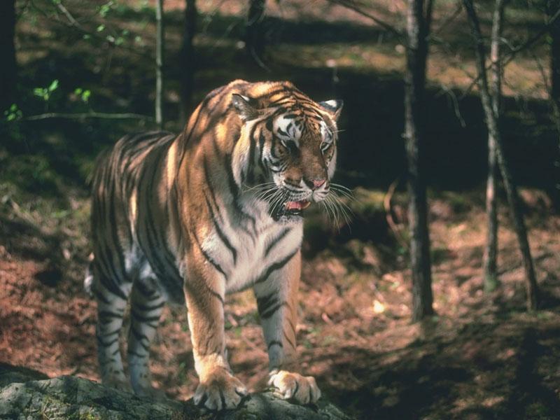 Tiger (Panthera tigris){!--호랑이-->; DISPLAY FULL IMAGE.