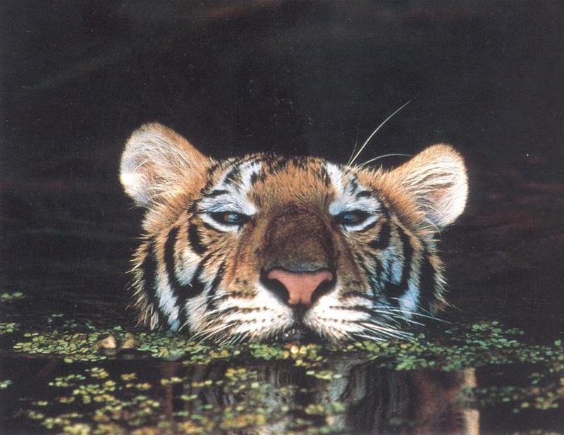 Tiger (Panthera tigris){!--호랑이--> face in water; DISPLAY FULL IMAGE.
