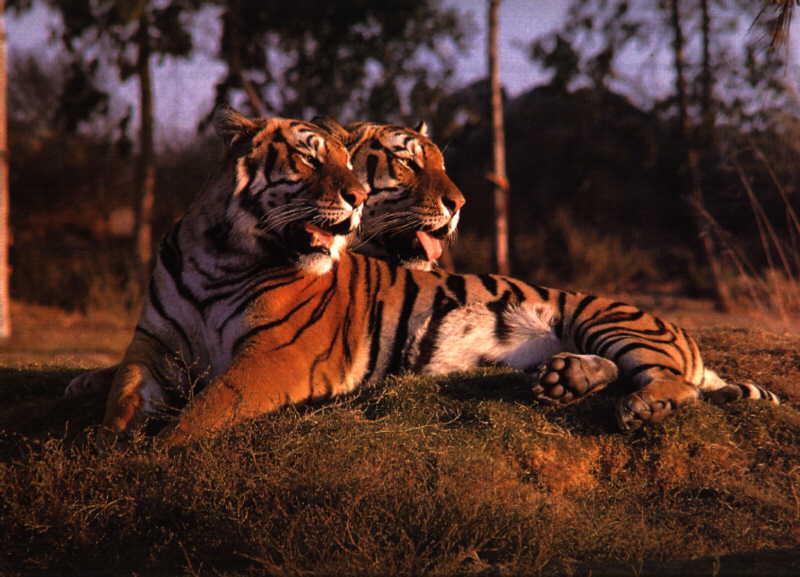 Tiger (Panthera tigris){!--호랑이--> pair; DISPLAY FULL IMAGE.