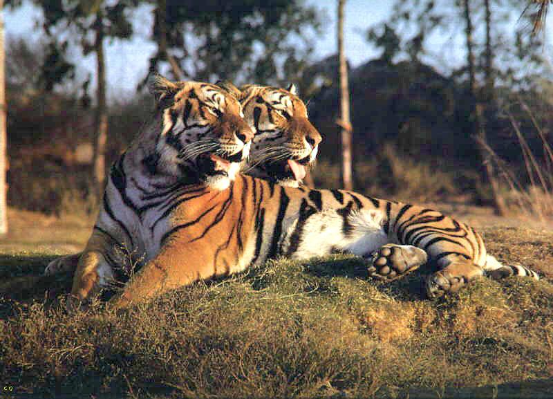 Tiger (Panthera tigris){!--호랑이--> pair; DISPLAY FULL IMAGE.