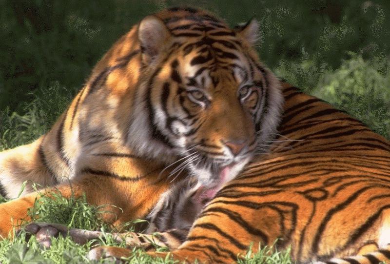 Tiger (Panthera tigris){!--호랑이--> relaxing; DISPLAY FULL IMAGE.