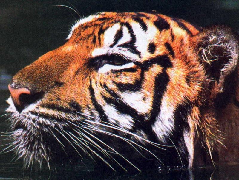 Tiger (Panthera tigris){!--호랑이--> face, swimming; DISPLAY FULL IMAGE.