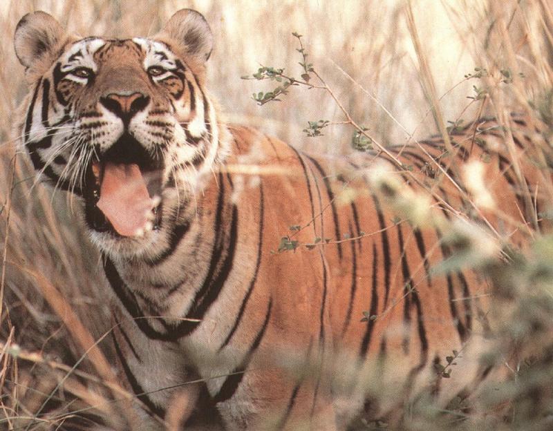 Tiger (Panthera tigris){!--호랑이--> tongue; DISPLAY FULL IMAGE.