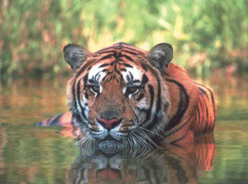 Tiger (Panthera tigris){!--호랑이--> resting in water; DISPLAY FULL IMAGE.