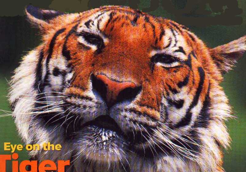 Tiger (Panthera tigris){!--호랑이--> face; DISPLAY FULL IMAGE.