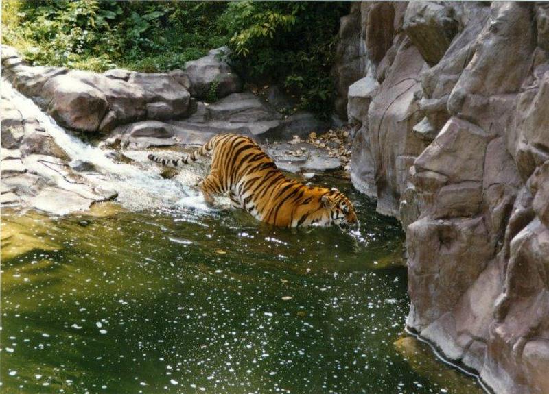 Tiger (Panthera tigris){!--호랑이--> into water; DISPLAY FULL IMAGE.