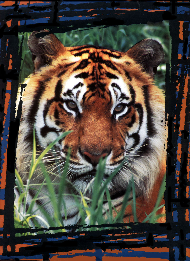 Bengal Tiger (Panthera tigris tigris){!--벵골호랑이--> face; DISPLAY FULL IMAGE.