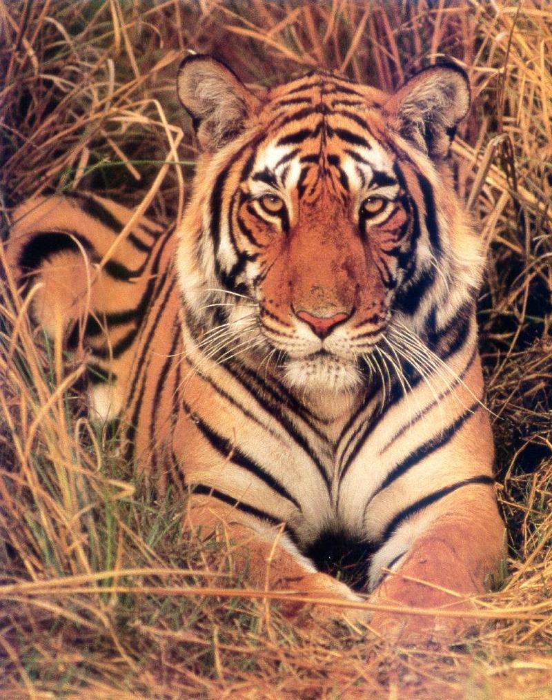 Bengal Tiger (Panthera tigris tigris){!--벵골호랑이--> sitting in weeds; DISPLAY FULL IMAGE.