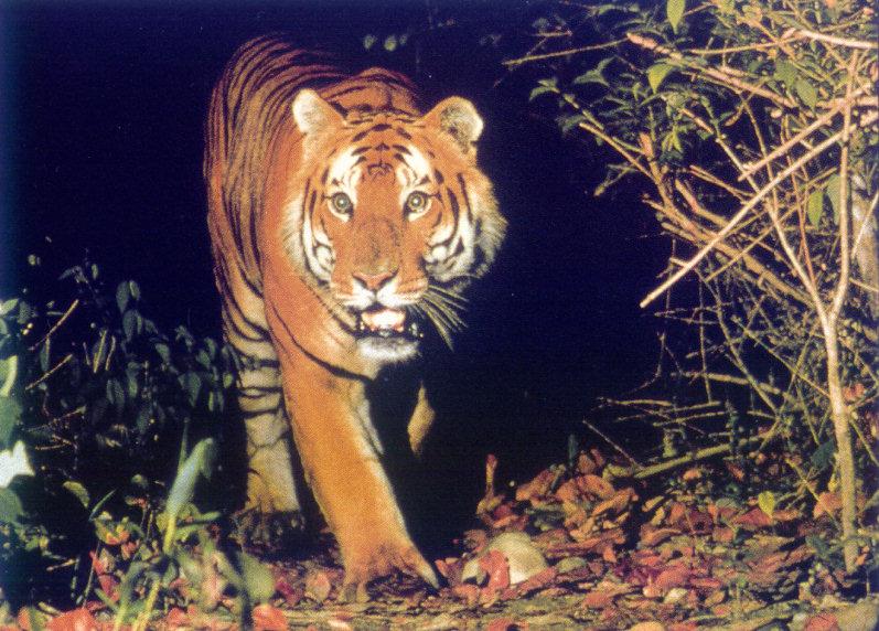Bengal Tiger (Panthera tigris tigris){!--벵골호랑이--> pacing in bush; DISPLAY FULL IMAGE.